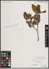 Foto von Salix caprea L.